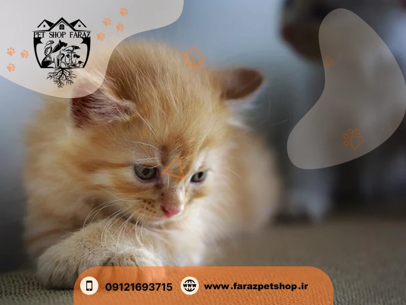 بی اشتهایی در گربه ها