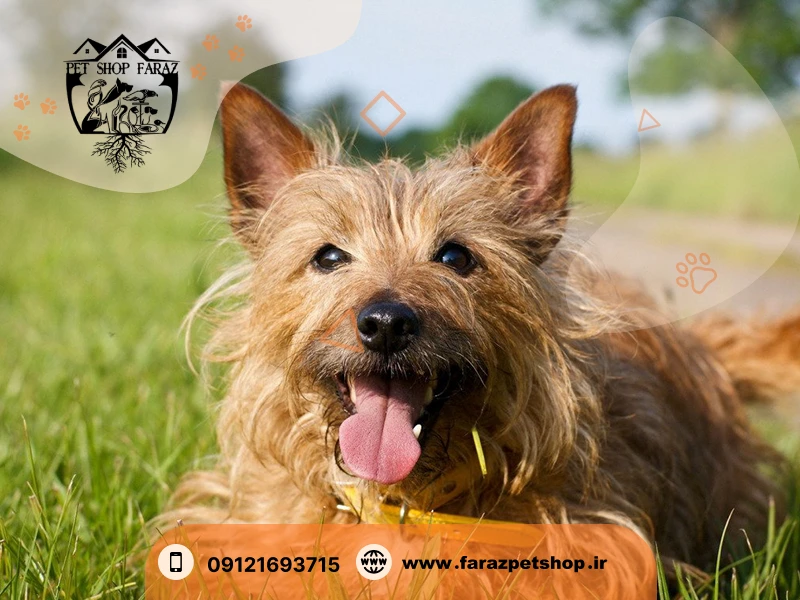 خرید سگ نژاد تریر