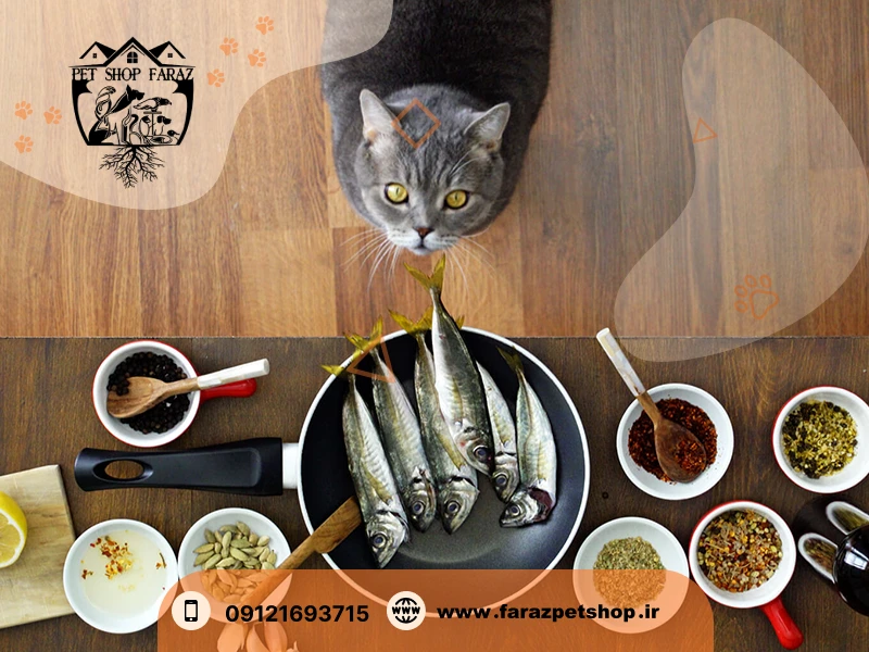 غذای خانگی گربه