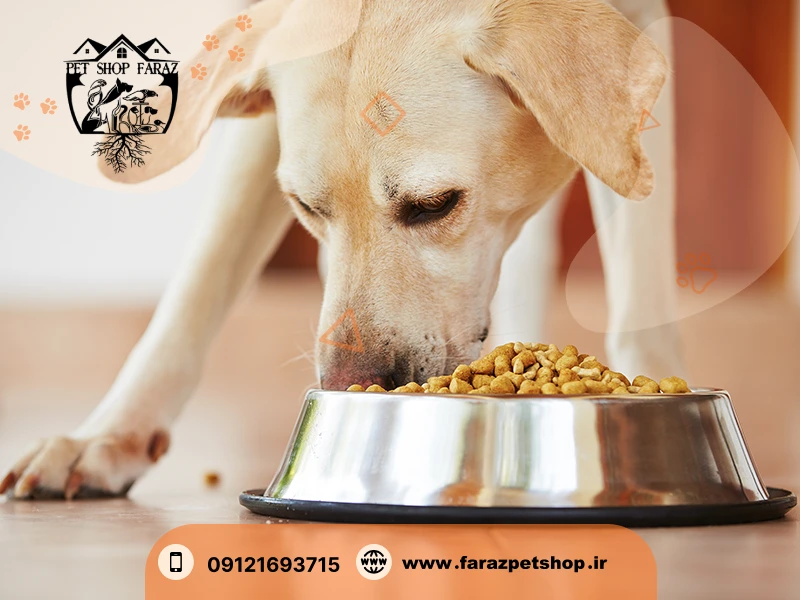 غذای خشک سگ