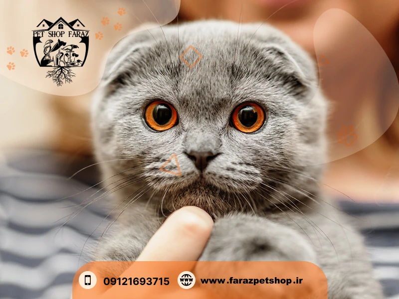 مشخصات گربه نژاد اسکاتیش فولد