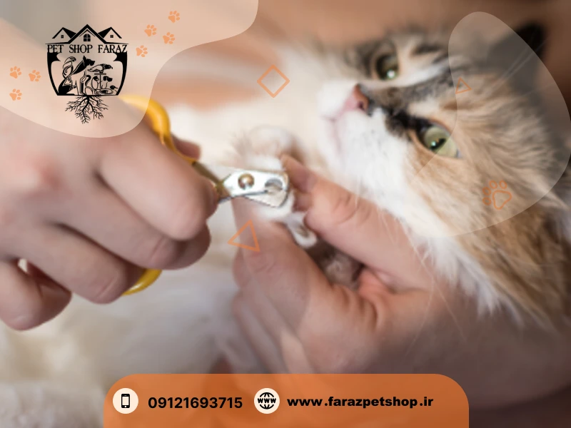 کوتاه کردن ناخن گربه ها