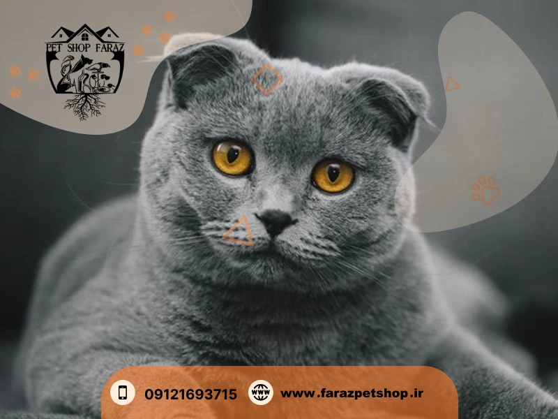گربه اسکاتیش