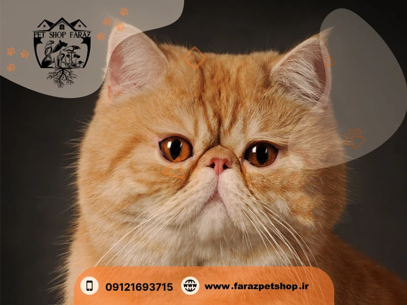 گربه اگزوتیک