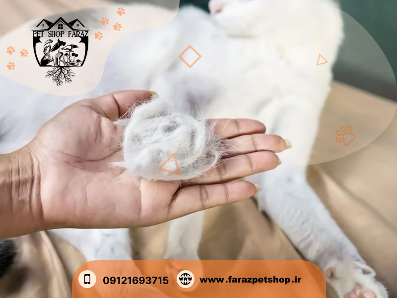 دلیل ریزش موی گربه ها