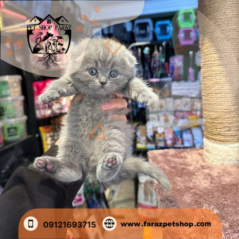بچه گربه اسکاتیش فولد سیلور