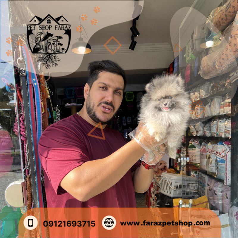 سگ پامرانین خرسی بوفیس