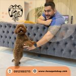 سگ پودل عروسکی ماده 2