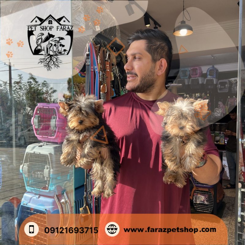 سگ یورکشایر تریر تیکاپ