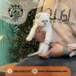 گربه اسکاتیش فولد کالر پوینت نر (3)