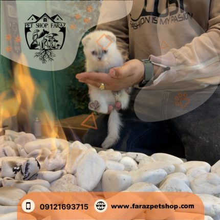 گربه اسکاتیش فولد کالر پوینت نر