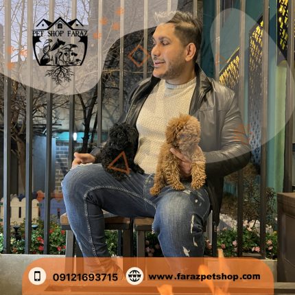 سگ توی پودل مشکی یکدست (2)