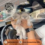 گربه اسکاتیش فولد بلوپوینت نر و ماده (2)