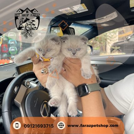 گربه اسکاتیش فولد بلوپوینت نر و ماده (2)