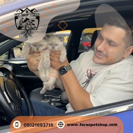 گربه اسکاتیش فولد بلوپوینت نر و ماده