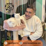 گربه بریتیش مو بلند و مو کوتاه سیلور (3)