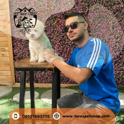 توله سگ بیچون فرایز 3 ماهه نر وارداتی