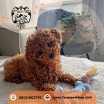 توله سگ توی پودل دارک رد نر 3 ماهه