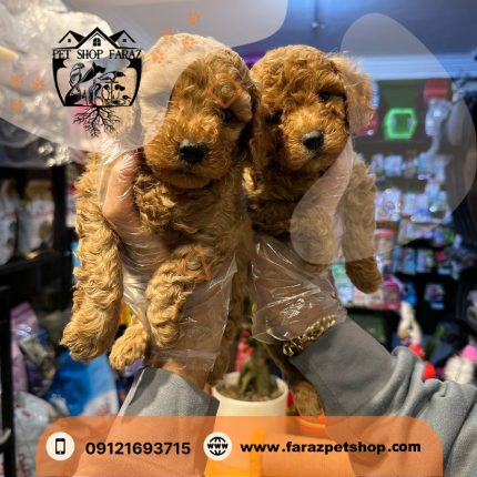 توله سگ توی پودل اپریکات قهوه ای روشن 3 ماهه نر