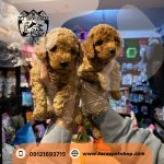 توله سگ توی پودل اپریکات قهوه ای روشن 3 ماهه وارداتی - تصویر 3