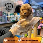 توله سگ توی پودل اپریکات قهوه ای روشن 3 ماهه وارداتی - تصویر 2