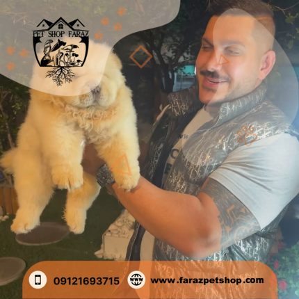 توله سگ چاوچاو وایت 2 ماهه ماده