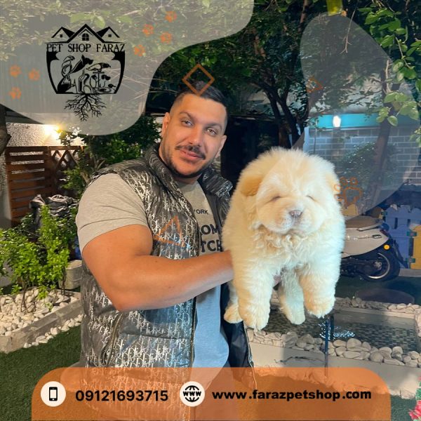 توله سگ چاوچاو وایت 3 ماهه نر