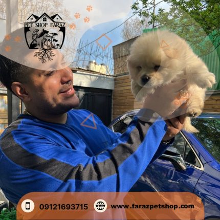 توله سگ چاوچاو کاراملی 2 ماهه نر وارداتی با مدارک