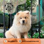 توله سگ چاوچاو شارپی زبان بنفش 3 ماهه وارداتی - Image 2