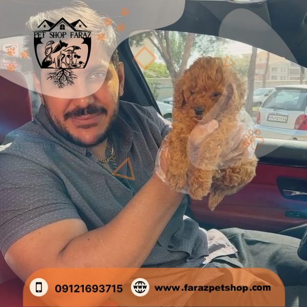 توی پودل قهوه ای 2 ماهه اصیل وارداتی
