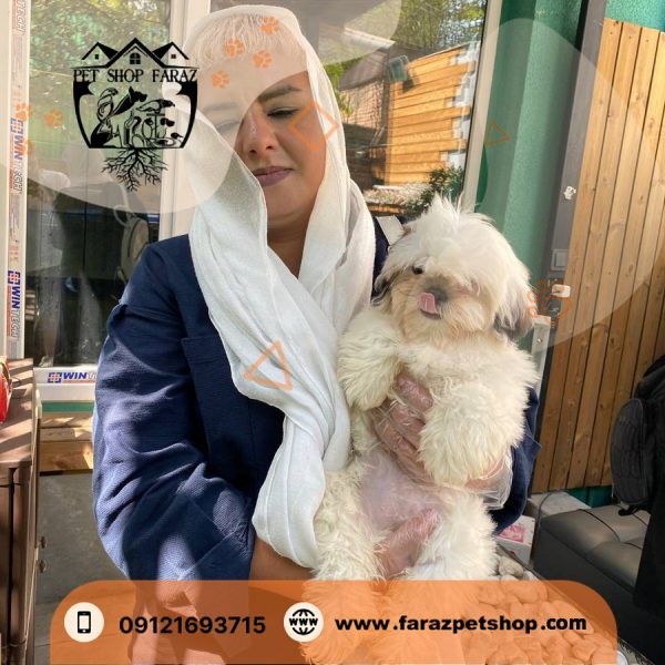 سگ شیتزو سوپر فلت سفید 3 ماهه