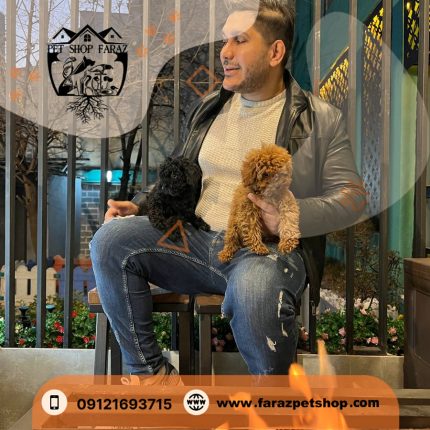 سگ پودل مینیاتوری قهوه ای 2 ماهه نر وارداتی