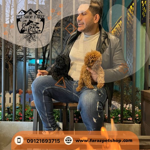 سگ پودل مینیاتوری مشکی 2 ماهه نر وارداتی