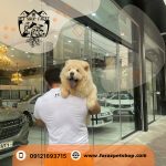 سگ چاوچاو کاراملی زبان بنفش 2 ماهه نر وارداتی - تصویر 2