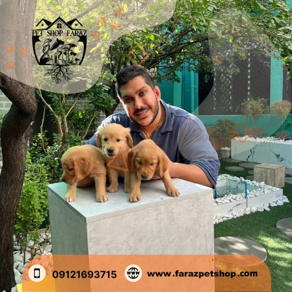 سگ گلدن رتریور قهوه ای 3 ماهه اصیل