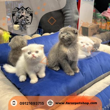 بچه گربه اسکاتیش بلو ۲ ماهه (2)