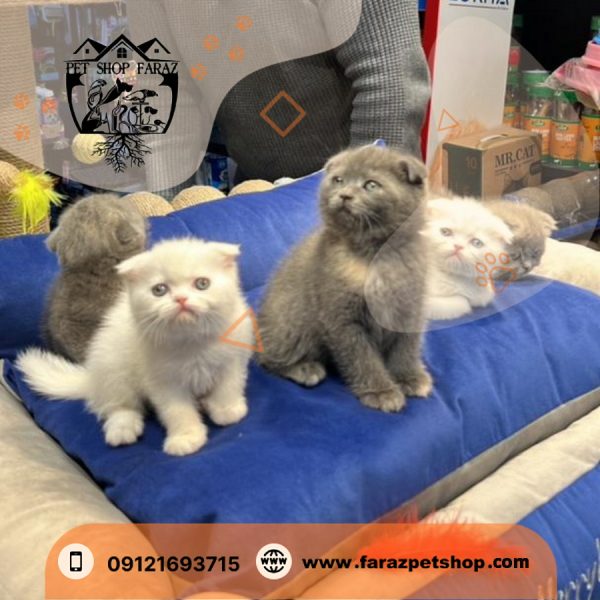 بچه گربه اسکاتیش بلو ۲ ماهه (2)