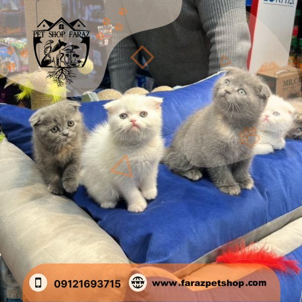 بچه گربه اسکاتیش بلو ۲ ماهه