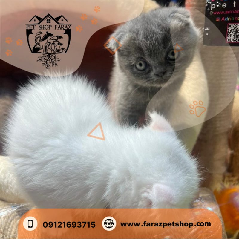 بچه گربه اسکاتیش فولد رنگ بلو وارداتی (1)