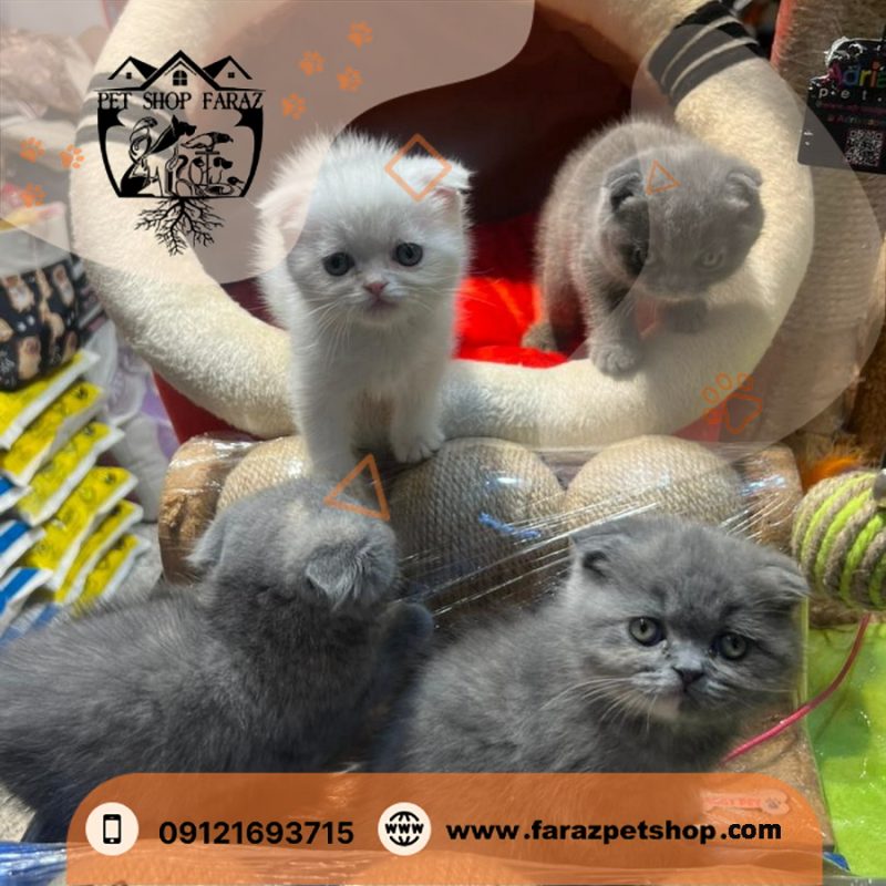 بچه گربه اسکاتیش فولد رنگ بلو وارداتی