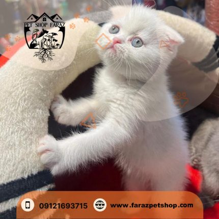 بچه گربه اسکاتیش فولد رنگ سفید وارداتی