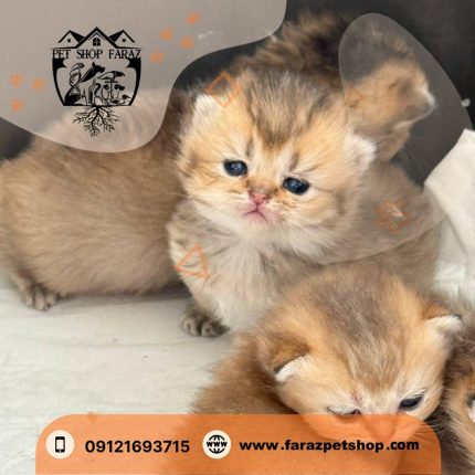بچه گربه بریتیش 2 ماهه گلد اصیل