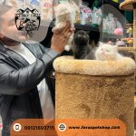 بچه گربه پرشین کت ۲ ماهه بلو پوینت و سفید (1)