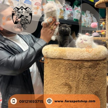 بچه گربه پرشین کت ۲ ماهه بلو پوینت و سفید (1)