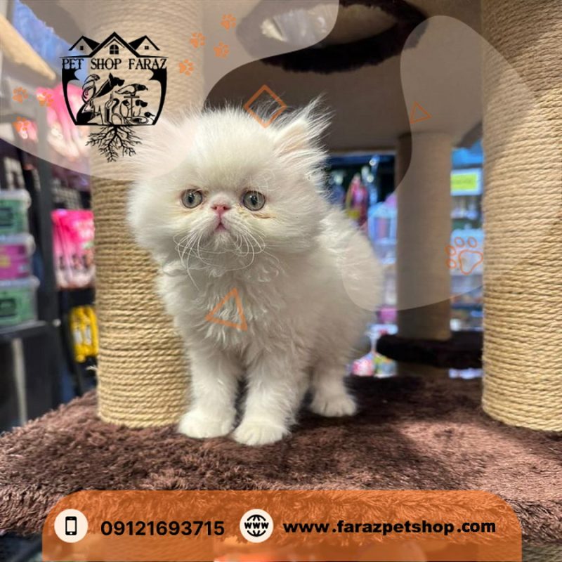 بچه گربه پرشین کت ۲ ماهه سفید چشم آبی (2)