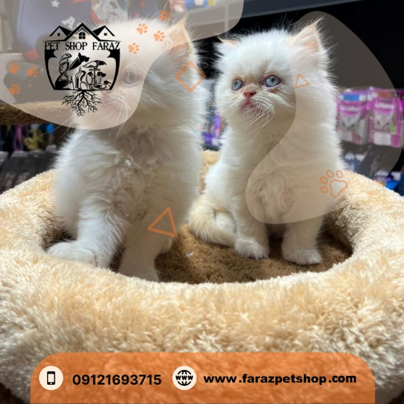 بچه گربه پرشین کت ۲ ماهه سفید چشم آبی