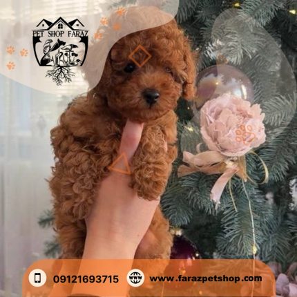 توله سگ توی پودل دارک رد 2 ماهه ماده