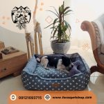جای خواب سگ و گربه مدل CASUAL STARS سایز L (2)