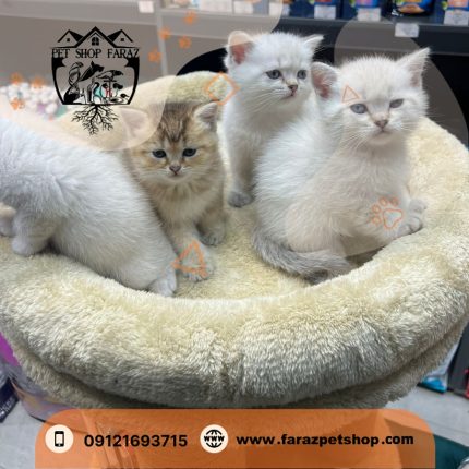 بچه گربه بریتیش بلو پوینت 2 ماهه نر و ماده