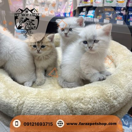 بچه گربه بریتیش گلد 2 ماهه اصیل